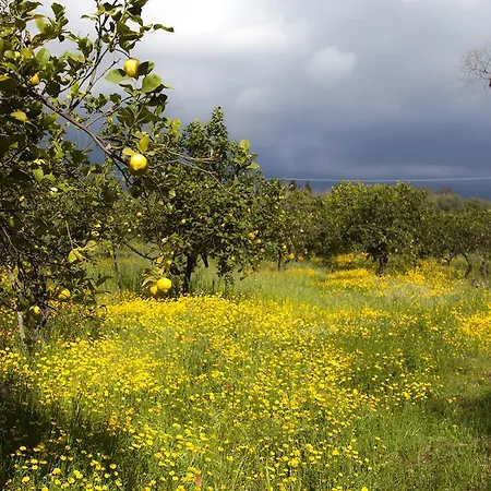 Il Melograno